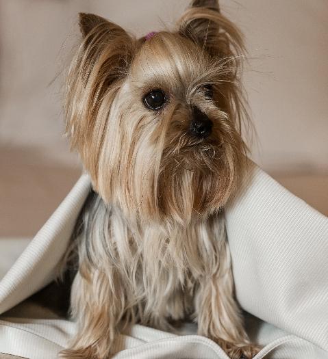 Viaja con tu mejor amigo Blue Diamond Luxury Boutique Hotel Riviera Maya Viaja con tu mejor amigo Blue Diamond Luxury Boutique Hotel Riviera Maya